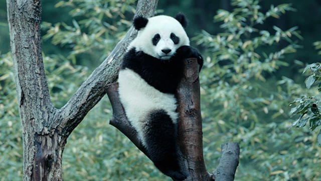 �p���_�̂��������E�y���{��i���[�V�����Łz
���i���[�V�����ȊO�͓��{�ꎚ������